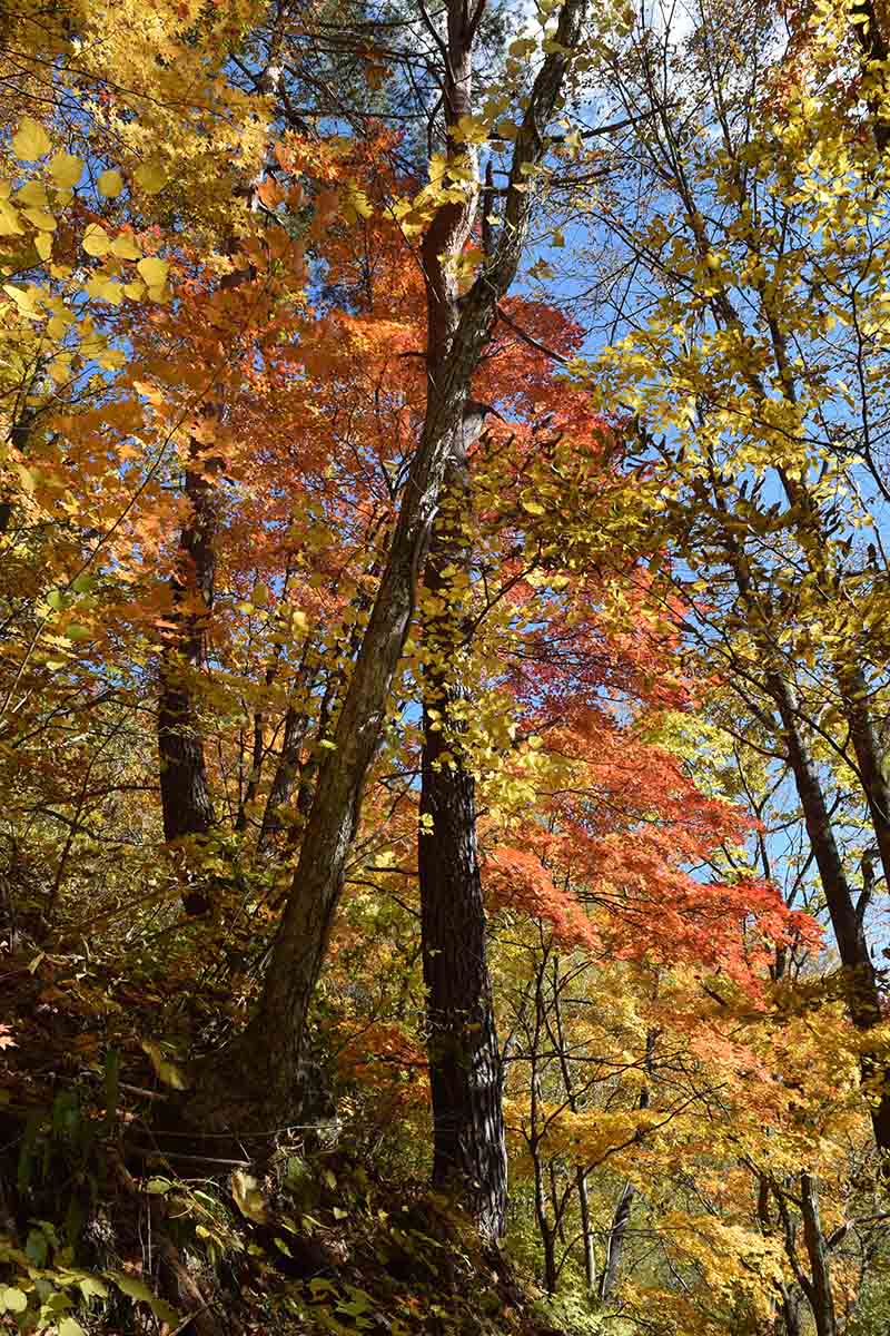 紅葉の岩屋と林道の間の紅葉